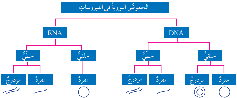 تصنف الفيروسات بحسب نوع الحموض النووية